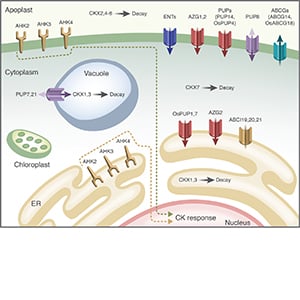 New Phytologist - Wiley Online Library