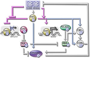 Schematic representation of the cold tolerance regulatory network involving MdHY5.