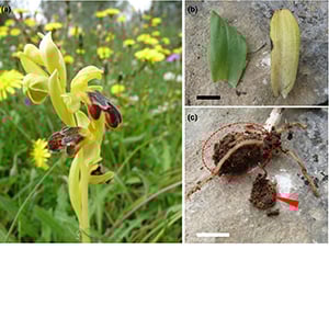 Albino of Ophrys pelinaea pictured at Samos in 2015.