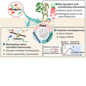 Examples of ecological impacts of SynComs in terrestrial ecosystems, including microbial invasions.