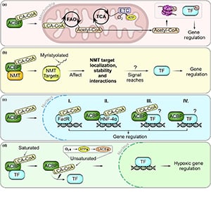 Acyl-Coenzyme A-binding protein (ACBP)–long-chain acyl-Coenzyme A (LCA-CoA) complexes in gene regulatory processes.