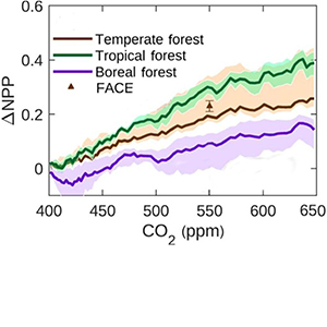 CO2 fertilization effect on net primary productivity.