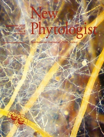 Virtual Issue: Filling gaps in our understanding of belowground plant ...